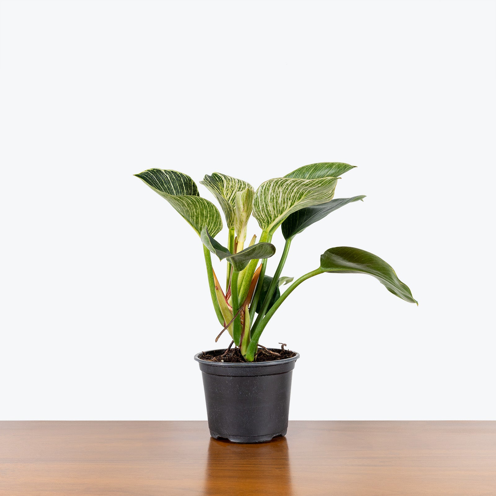 Philodendron Birkin - House Plants Delivery Toronto - JOMO Studio