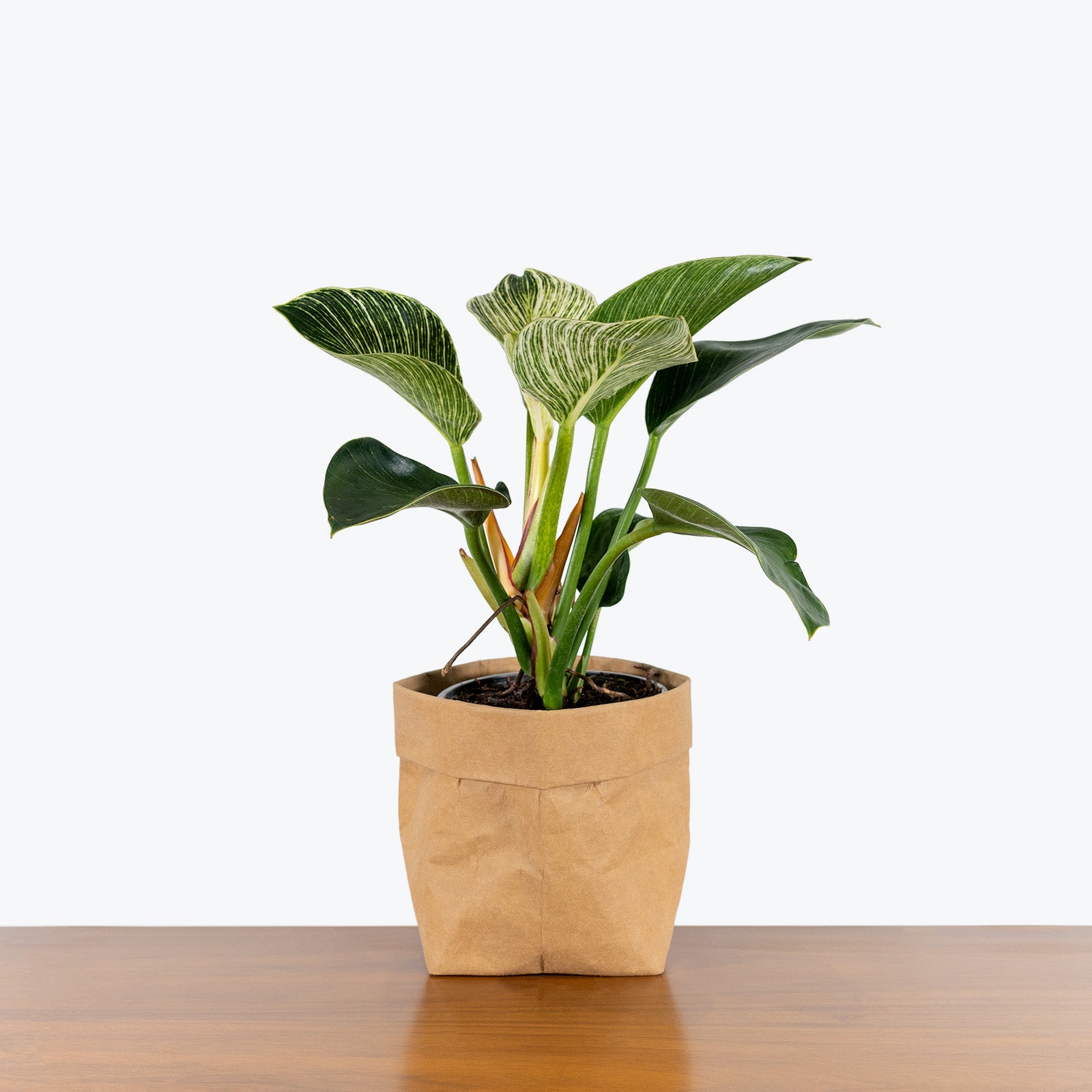 Philodendron Birkin - House Plants Delivery Toronto - JOMO Studio