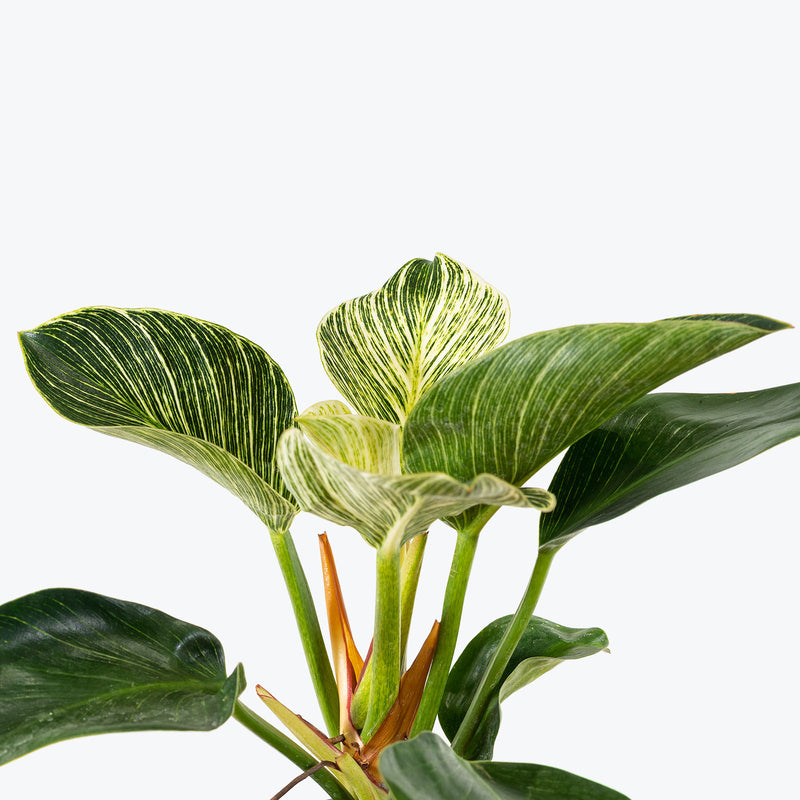 Philodendron Birkin - House Plants Delivery Toronto - JOMO Studio