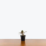 Philodendron Black Cardinal — 4" Pot