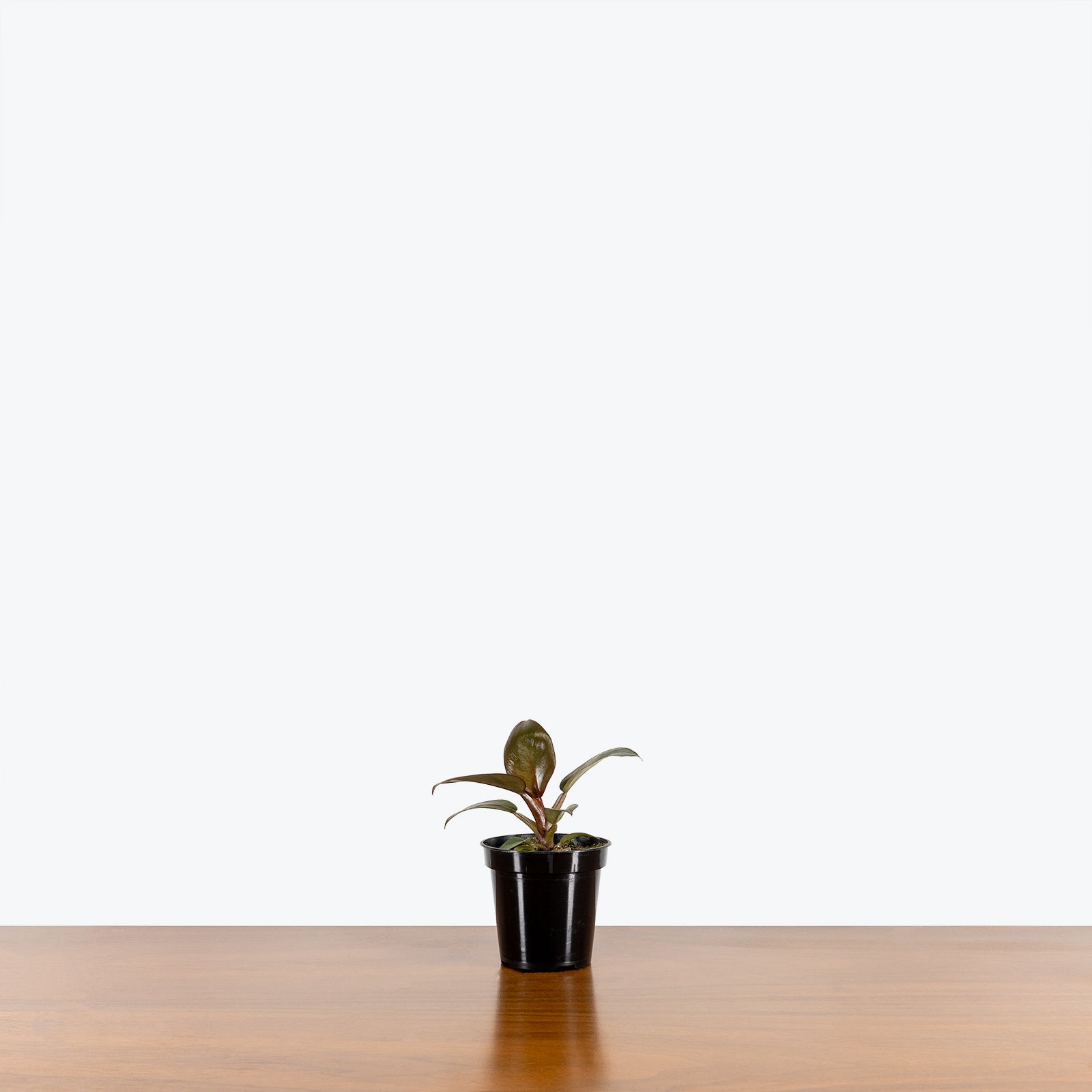 Philodendron Black Cardinal - House Plants Delivery Toronto - JOMO Studio