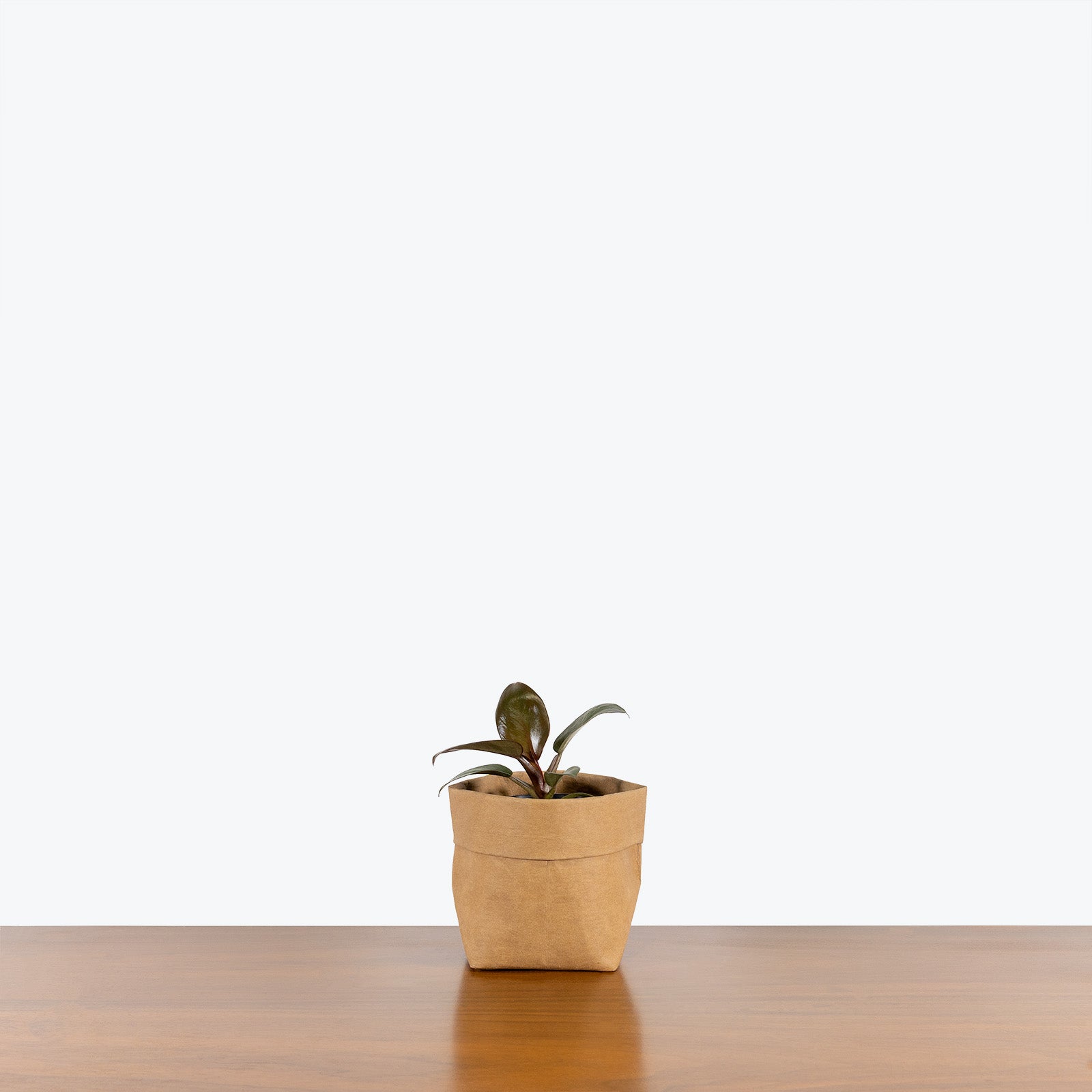 Philodendron Black Cardinal - House Plants Delivery Toronto - JOMO Studio