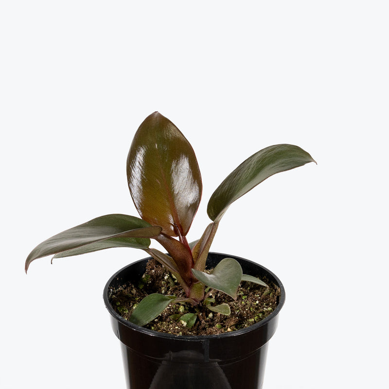 Philodendron Black Cardinal - House Plants Delivery Toronto - JOMO Studio