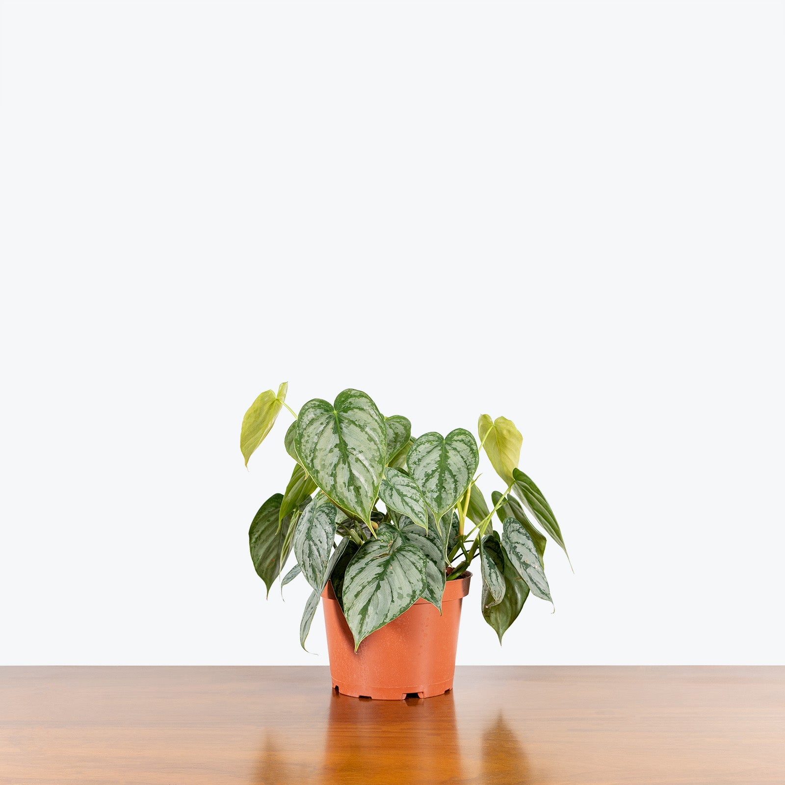 Philodendron Brandtianum - House Plants Delivery Toronto - JOMO Studio