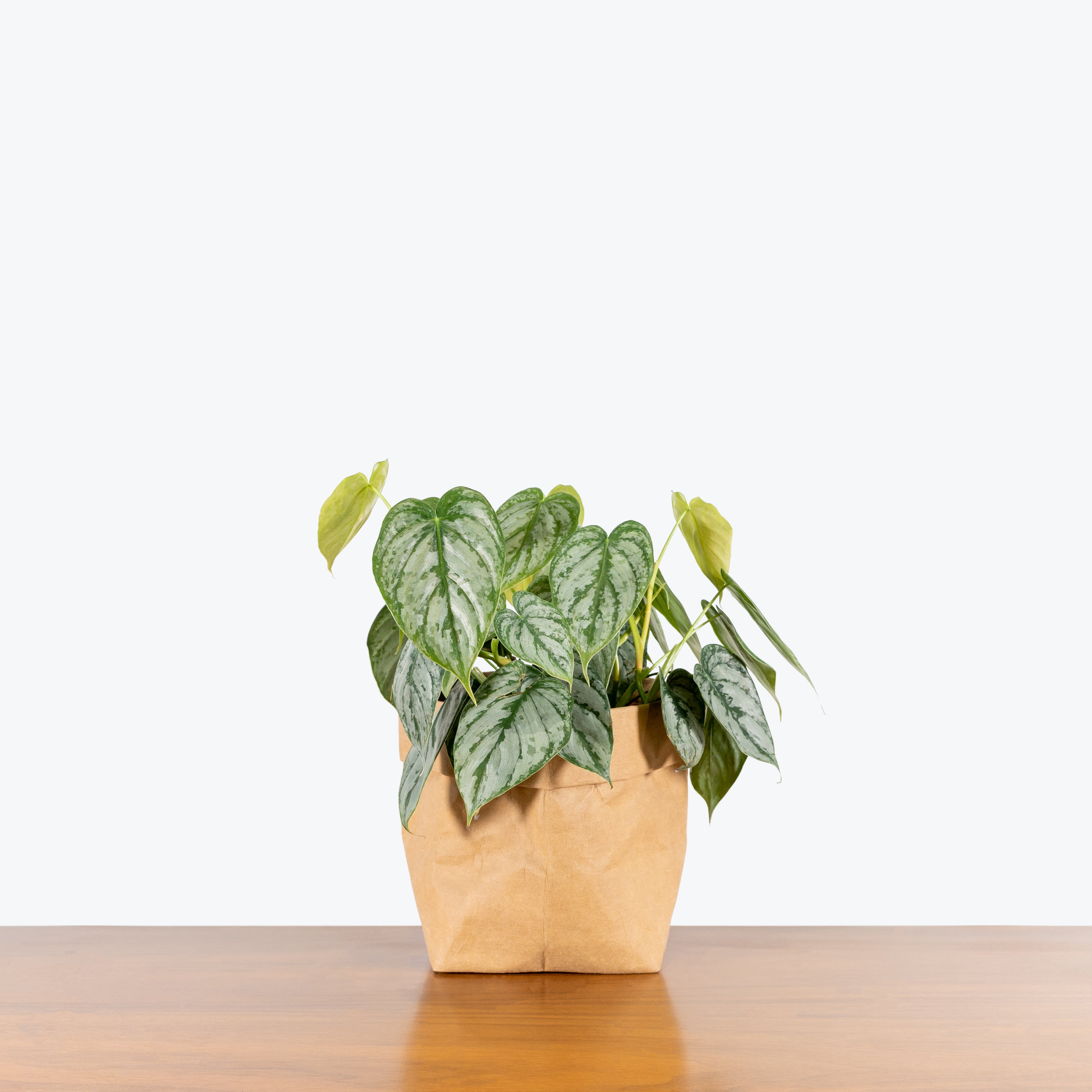 Philodendron Brandtianum - House Plants Delivery Toronto - JOMO Studio