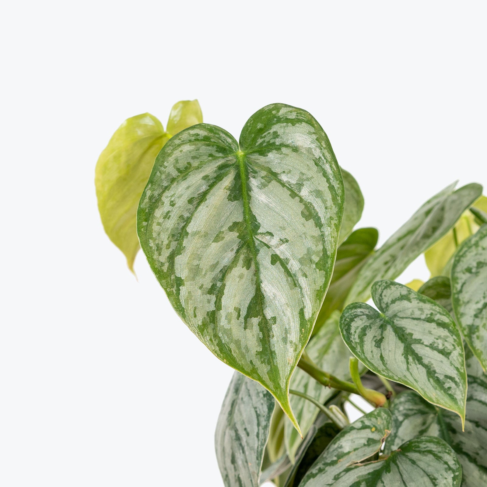 Philodendron Brandtianum - House Plants Delivery Toronto - JOMO Studio