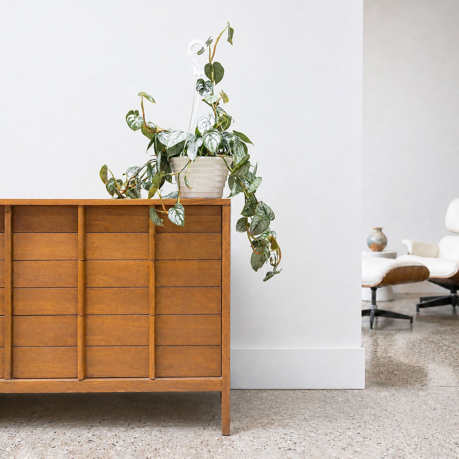 Philodendron Brandtianum - House Plants Delivery Toronto - JOMO Studio
