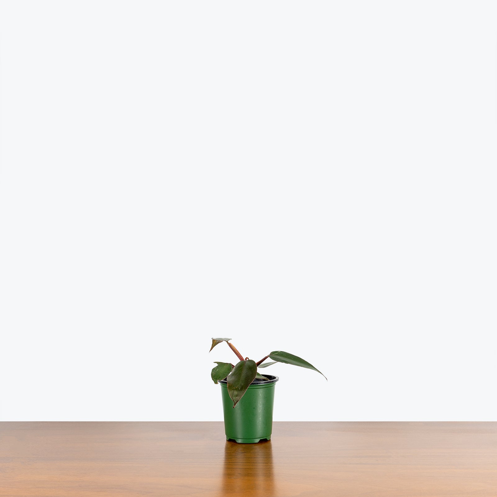 Philodendron Burgundy Princess - House Plants Delivery Toronto - JOMO Studio