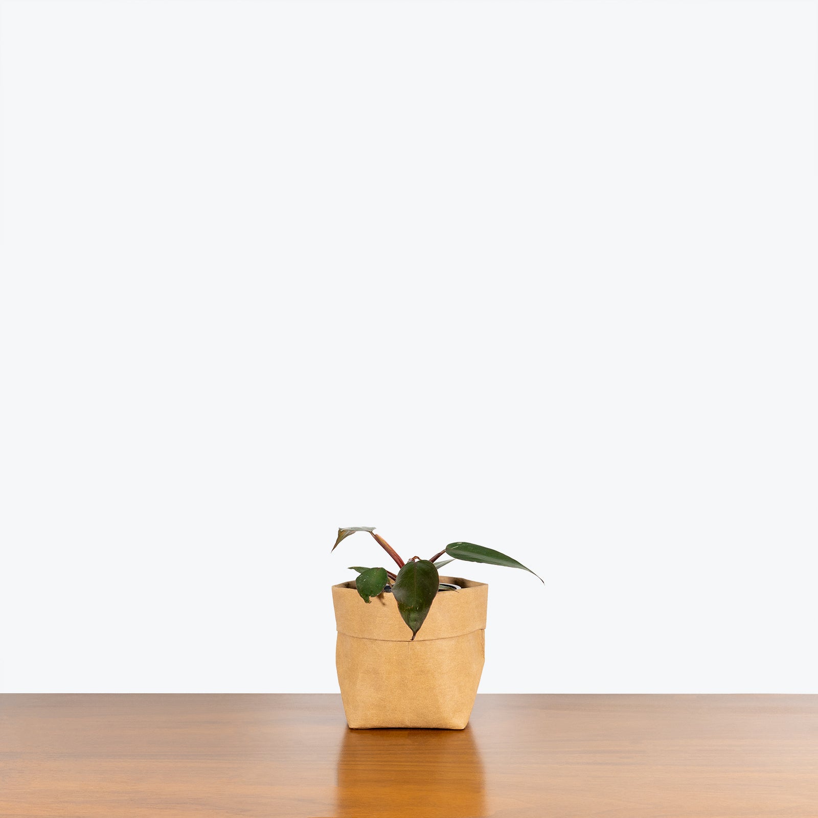 Philodendron Burgundy Princess - House Plants Delivery Toronto - JOMO Studio