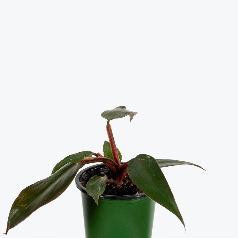 Philodendron Burgundy Princess - House Plants Delivery Toronto - JOMO Studio