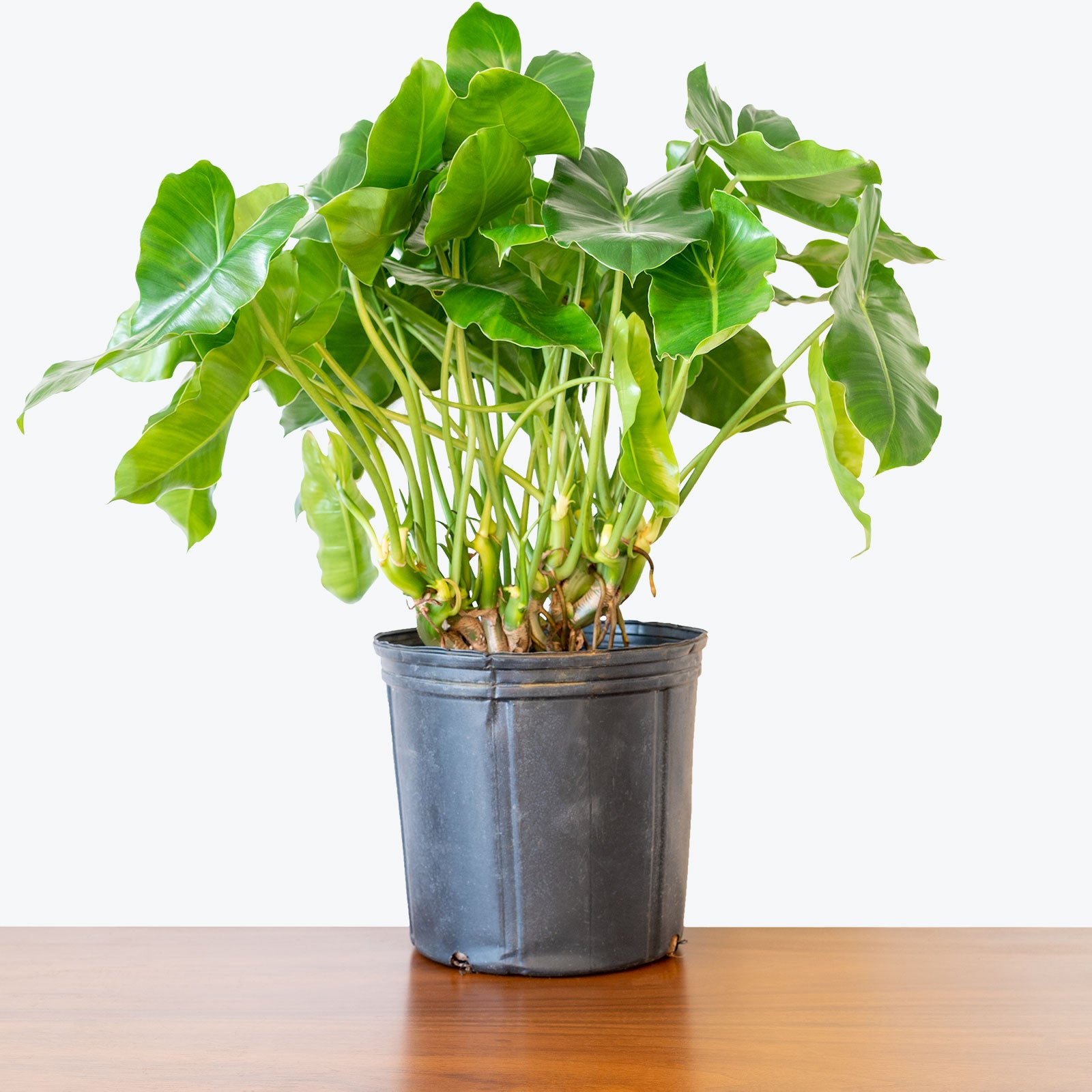 Philodendron Burle Marx - House Plants Delivery Toronto - JOMO Studio