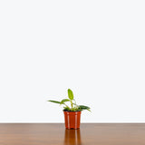 Philodendron Calkins Gold — 4" Pot (larger than picture)
