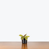 Philodendron Caramel Cardinal — 4" Pot
