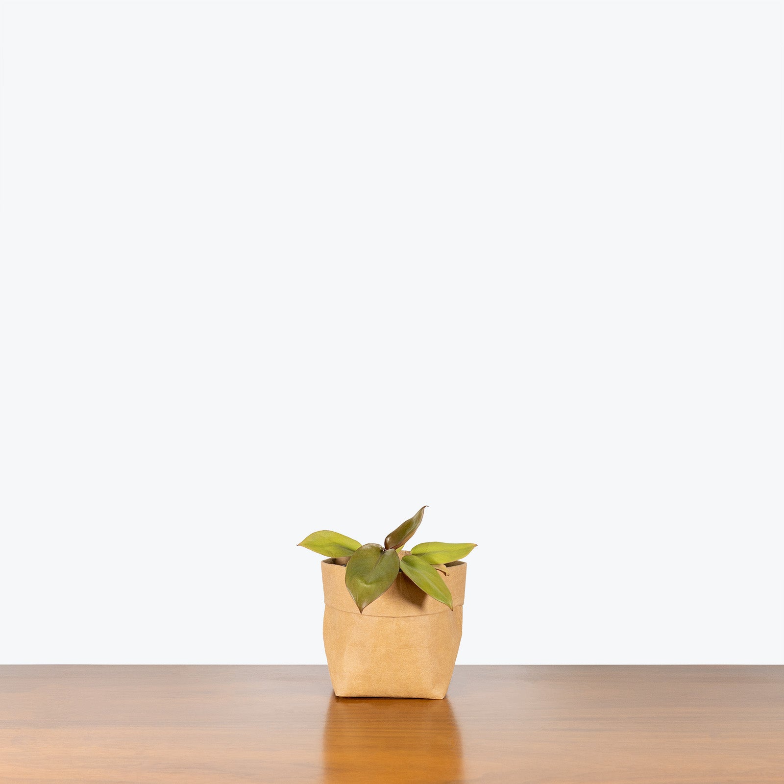 Philodendron Caramel Cardinal - House Plants Delivery Toronto - JOMO Studio