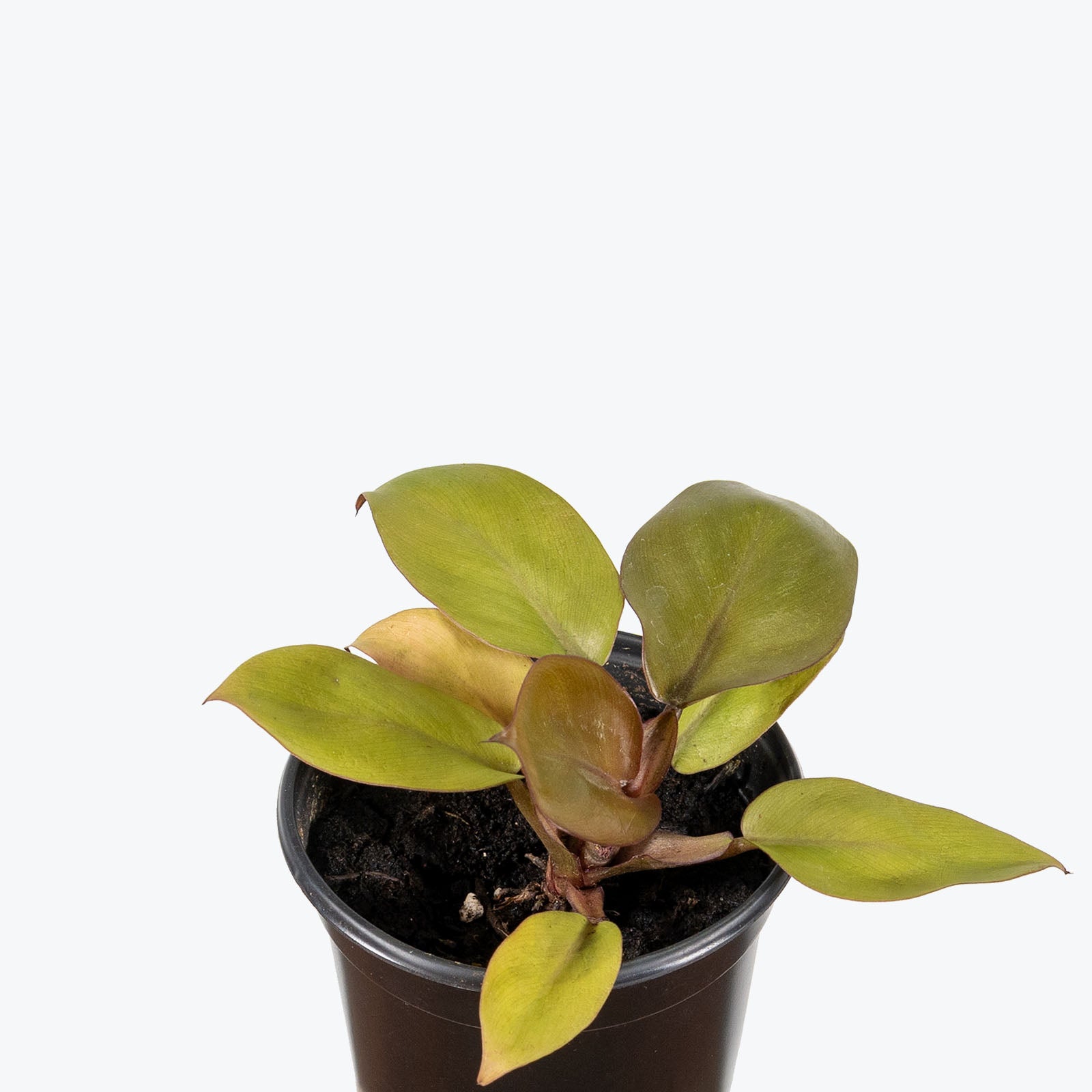 Philodendron Caramel Cardinal - House Plants Delivery Toronto - JOMO Studio