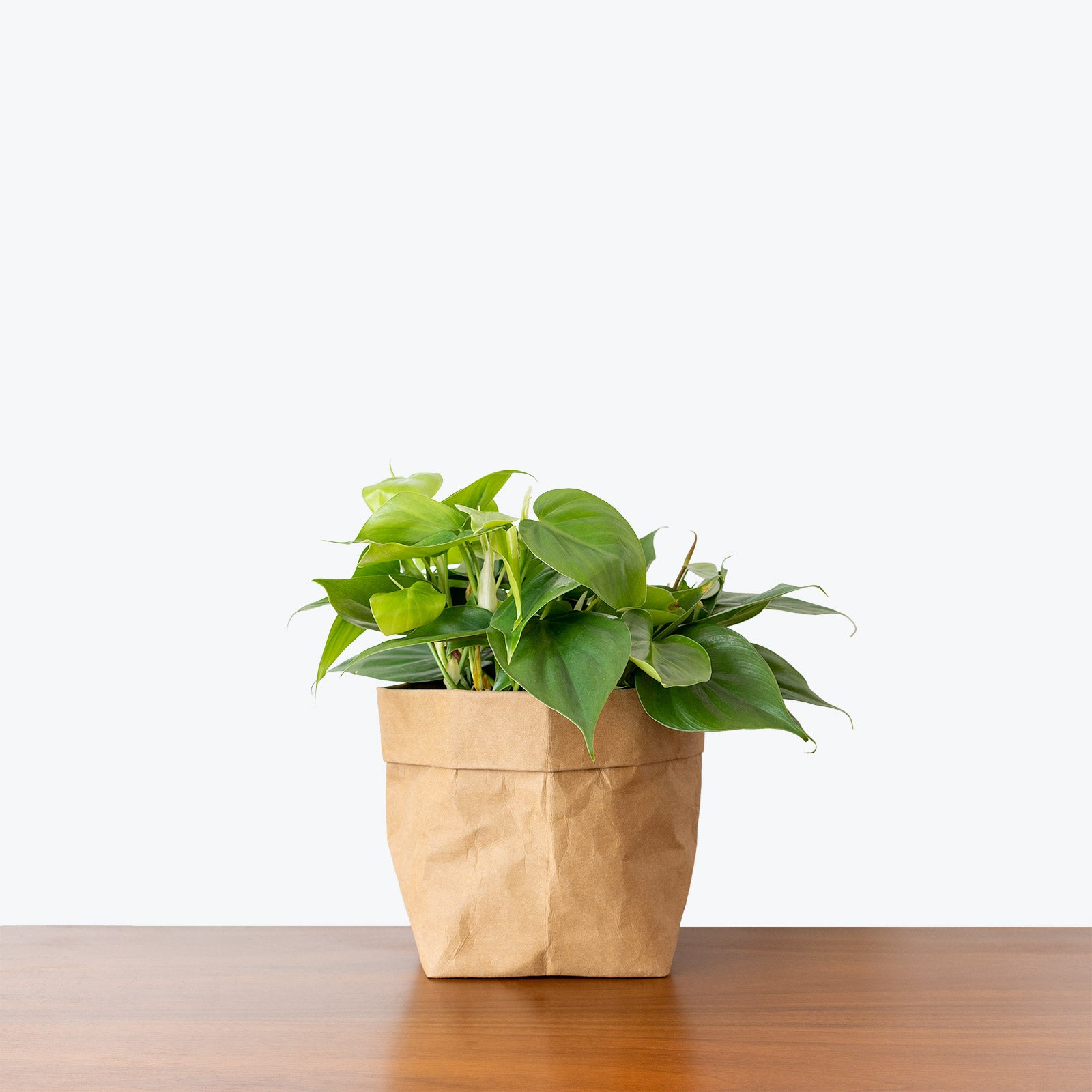 Philodendron Hederaceum Heartleaf - House Plants Delivery Toronto - JOMO Studio