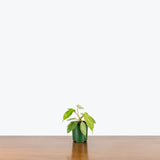 Philodendron Florida Ghost — 4" Pot (smaller than picture)