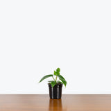 Philodendron Florida Green — 4" Pot (larger than picture)