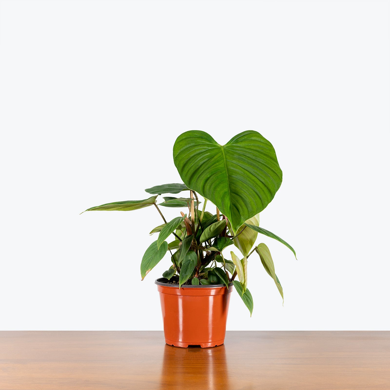 Philodendron Fuzzy Petiole | Care Guide and Pro Tips - Delivery from Toronto across Canada - JOMO Studio