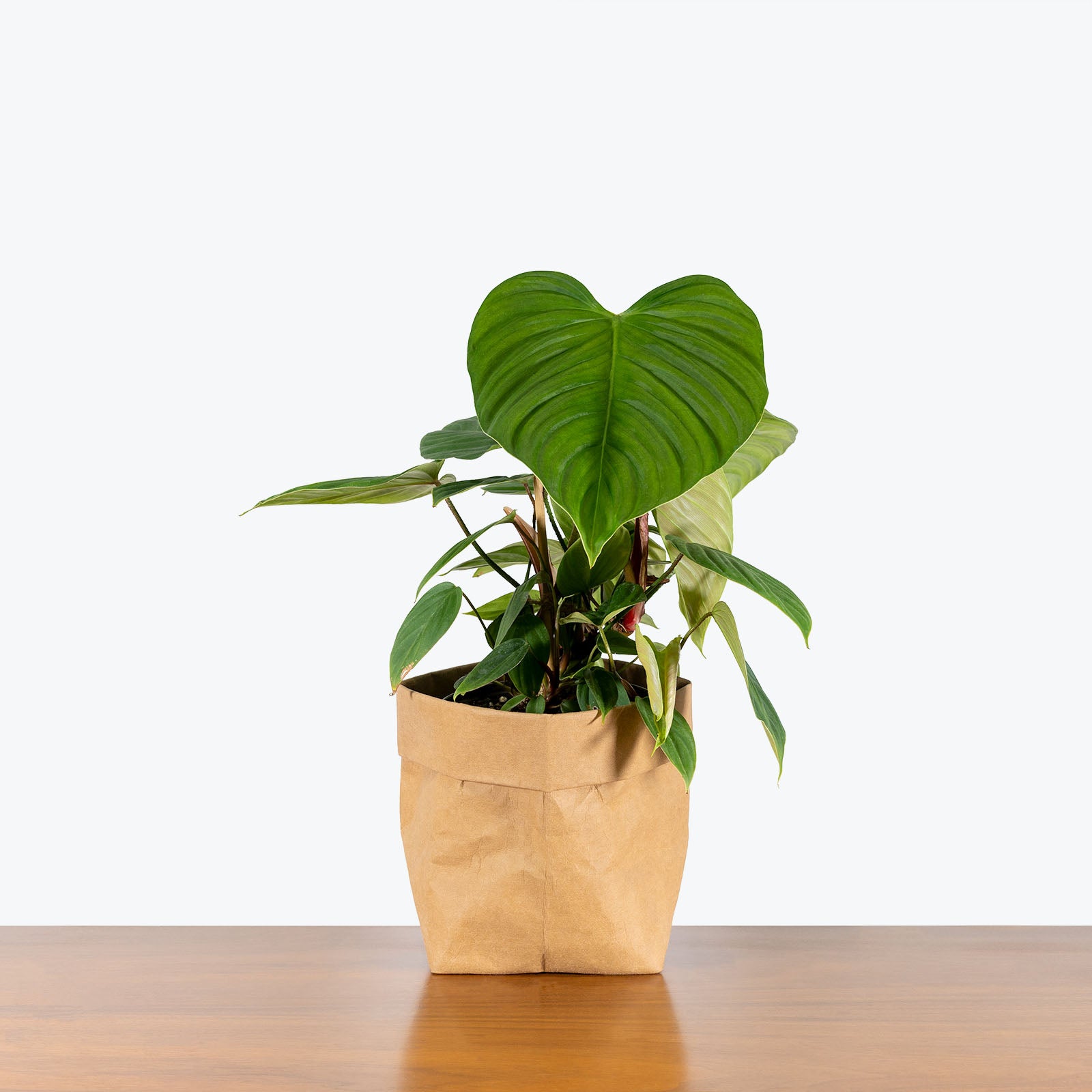 Philodendron Fuzzy Petiole - House Plants Delivery Toronto - JOMO Studio