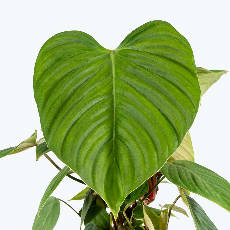 Philodendron Fuzzy Petiole - House Plants Delivery Toronto - JOMO Studio