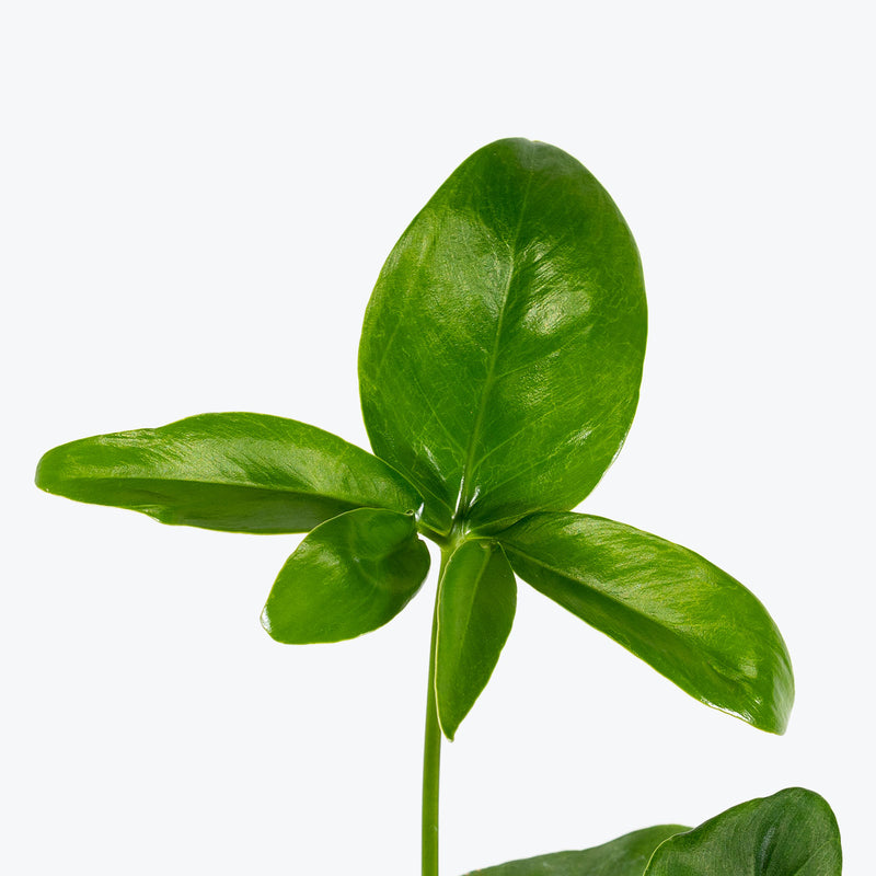 Philodendron Goeldii - House Plants Delivery Toronto - JOMO Studio