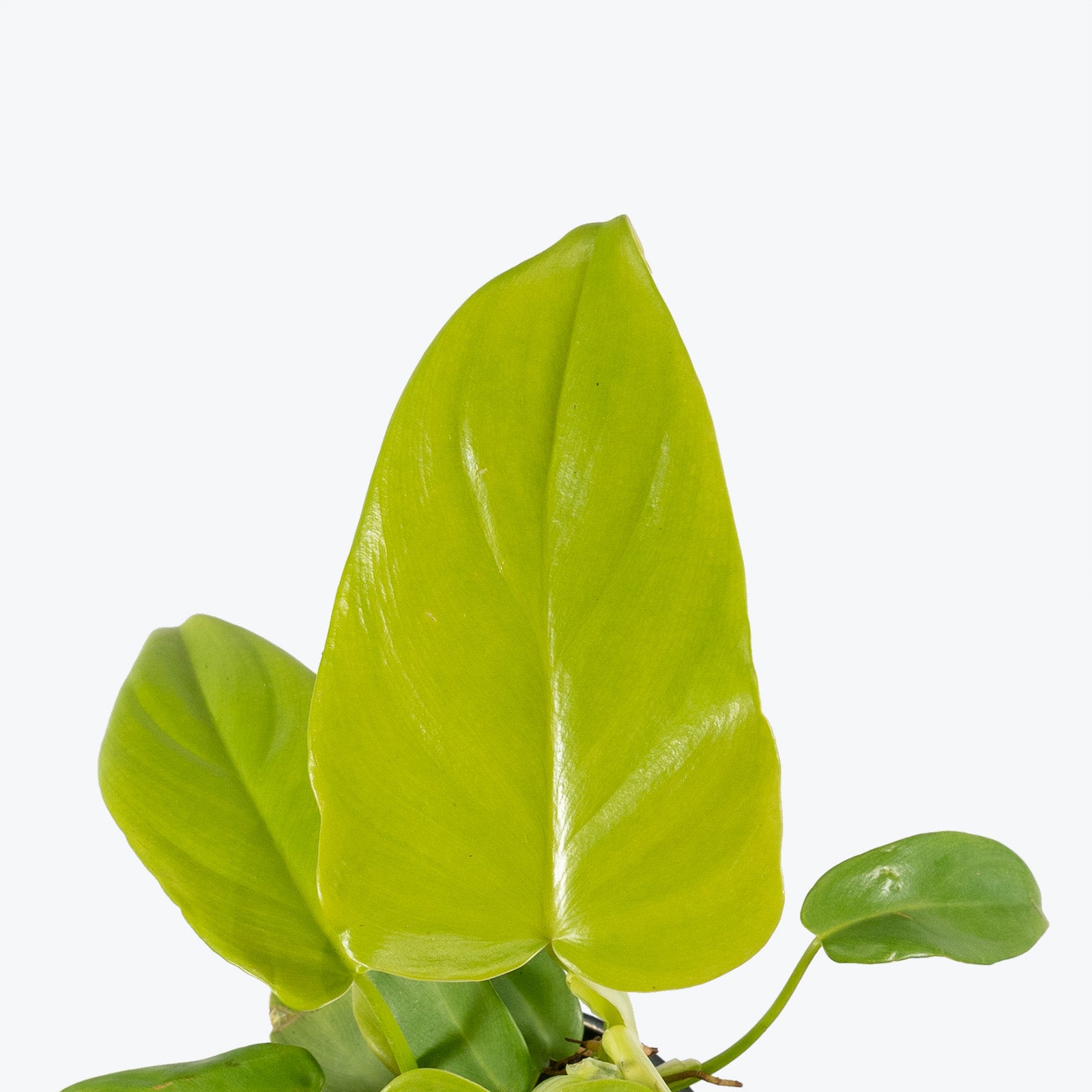 Philodendron Golden Violin - Philodendron Bipennifolium Aurea - House Plants Delivery Toronto - JOMO Studio