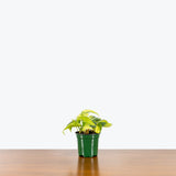 Philodendron Hederaceum Brasil — 4" Pot (not trailing)
