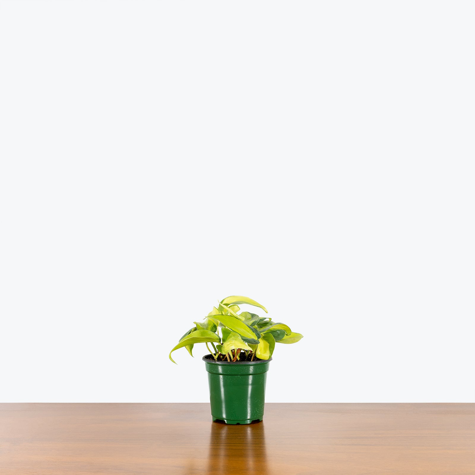 Philodendron Hederaceum Brasil | Care Guide and Pro Tips - Delivery from Toronto across Canada - JOMO Studio