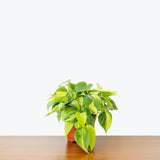 Philodendron Hederaceum Brasil — 6" Pot (not trailing)
