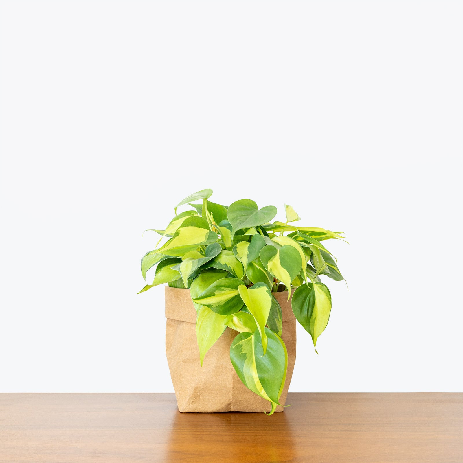 Philodendron Hederaceum Brasil - House Plants Delivery Toronto - JOMO Studio