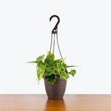Philodendron Hederaceum Brasil — 6" Hanging Basket