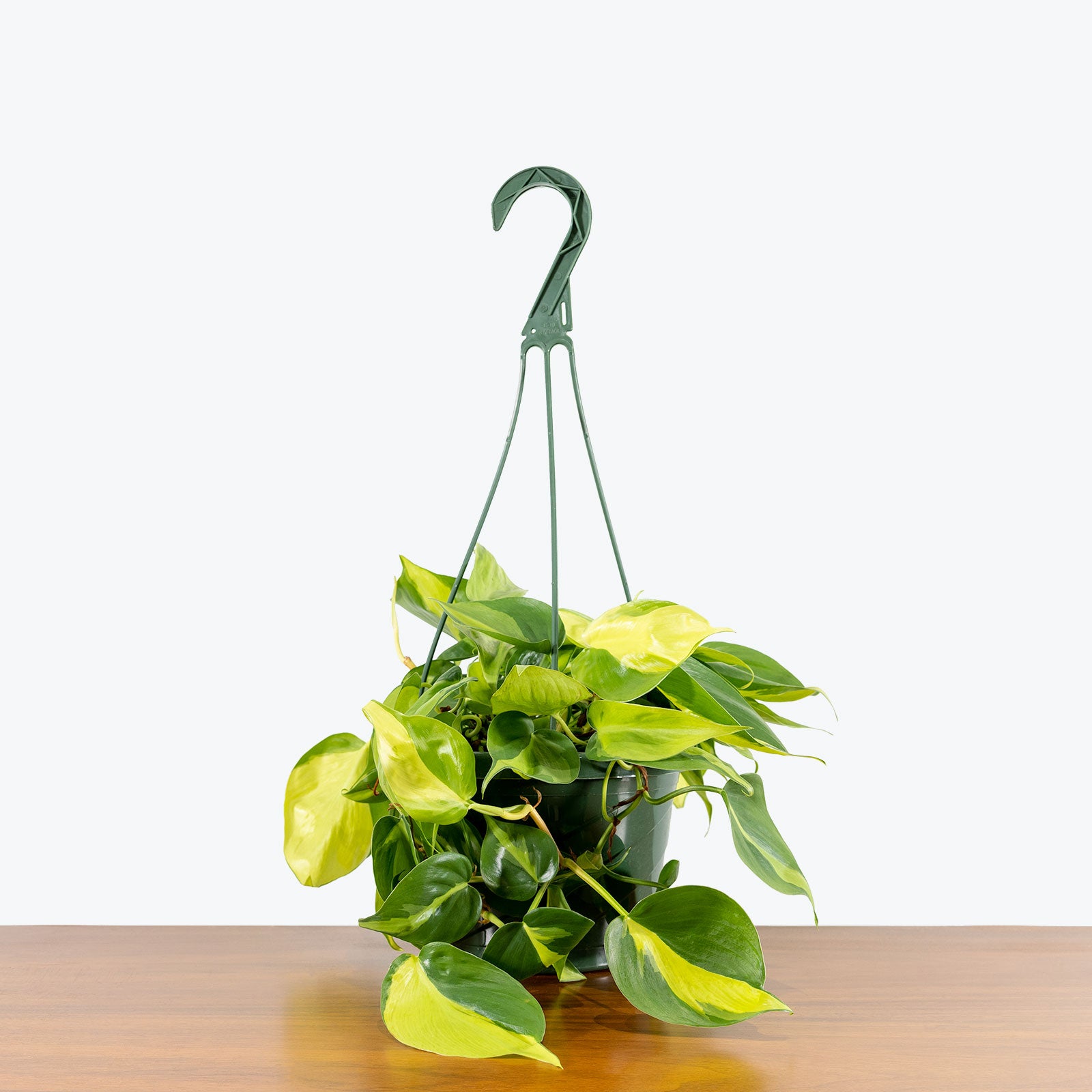 Philodendron Hederaceum Brasil - House Plants Delivery Toronto - JOMO Studio