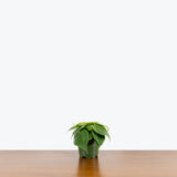 Philodendron Hederaceum Heartleaf — 4" Pot (not trailing)