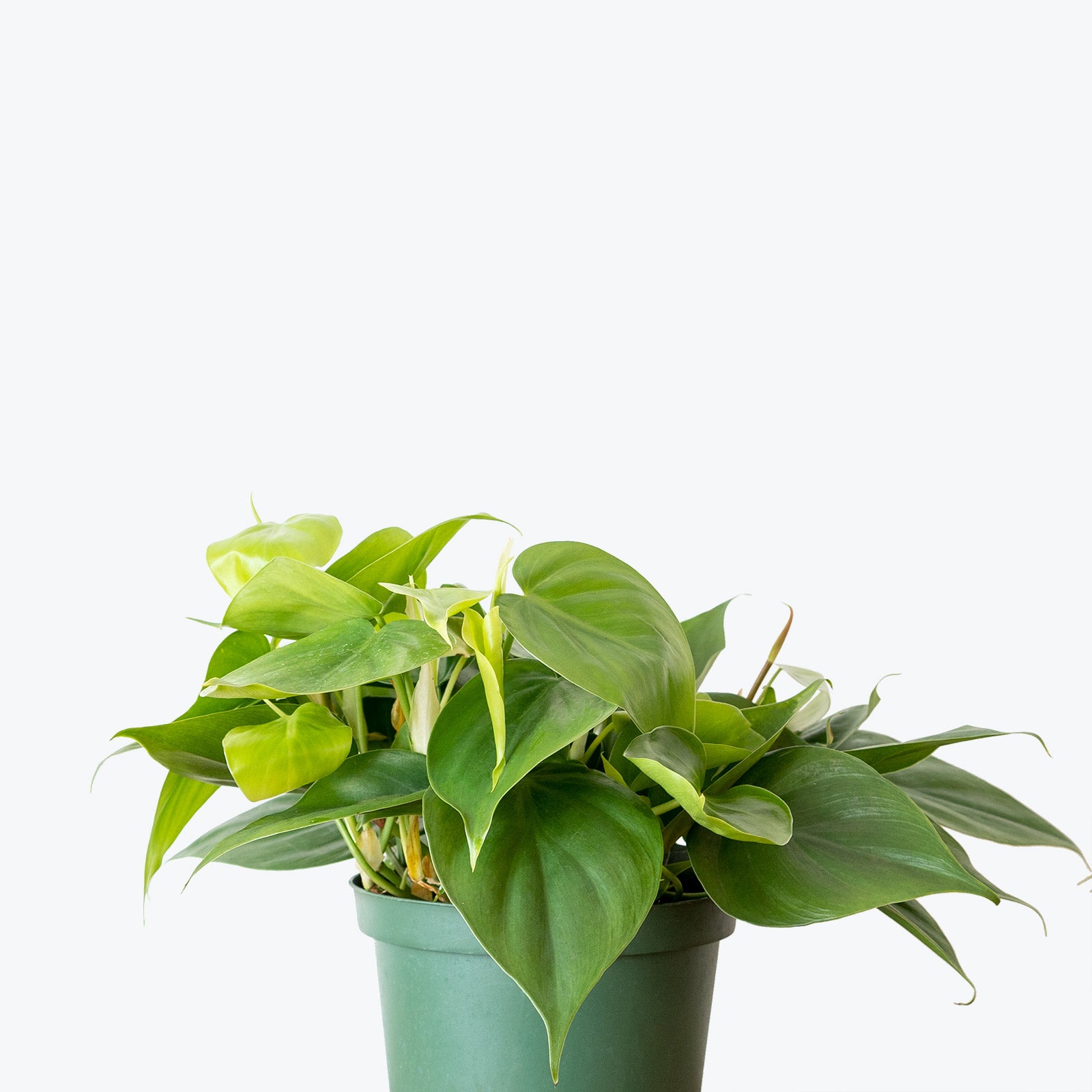 Philodendron Hederaceum Heartleaf - House Plants Delivery Toronto - JOMO Studio