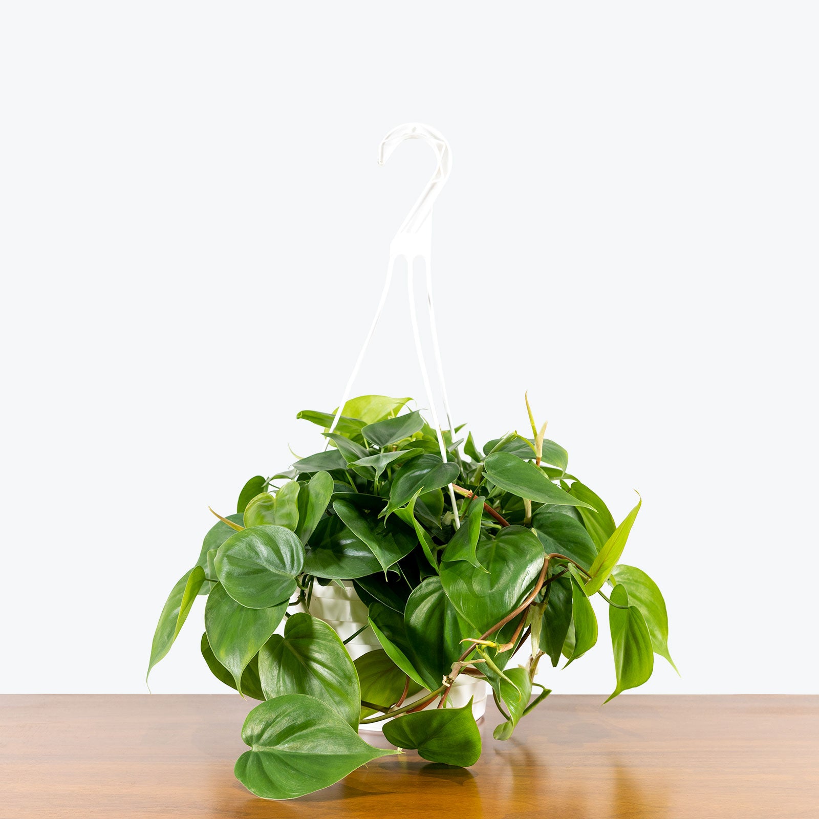 Philodendron Hederaceum Heartleaf - House Plants Delivery Toronto - JOMO Studio