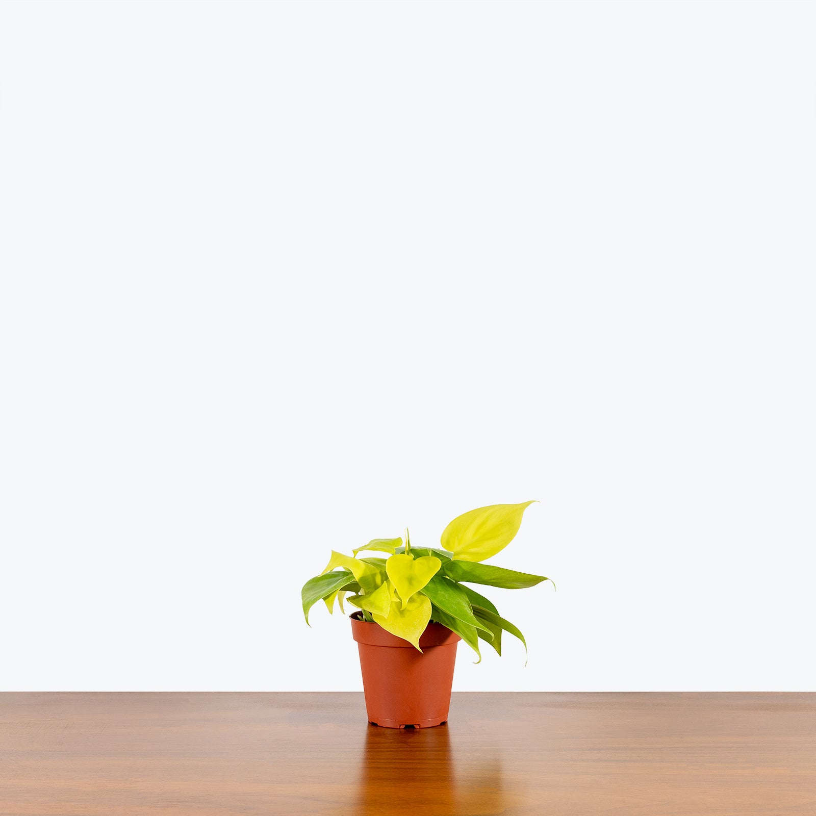 Philodendron Hederaceum Lemon Lime - House Plants Delivery Toronto - JOMO Studio