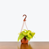 Philodendron Hederaceum Lemon Lime — 6" Hanging Basket (trailing)