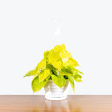 Philodendron Hederaceum Lemon Lime — 8" Hanging Basket (not trailing)