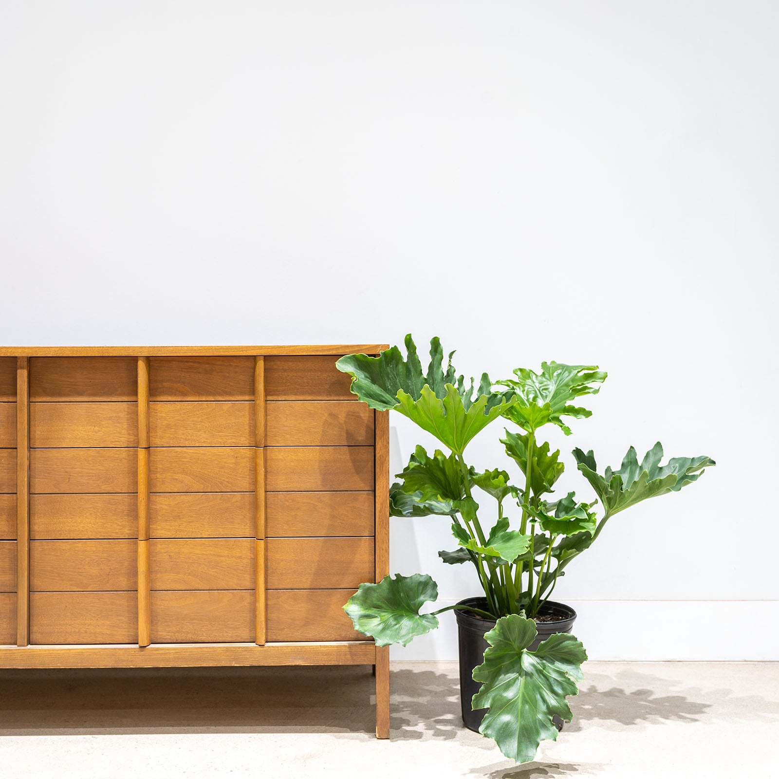 Philodendron Hope Selloum - House Plants Delivery Toronto - JOMO Studio