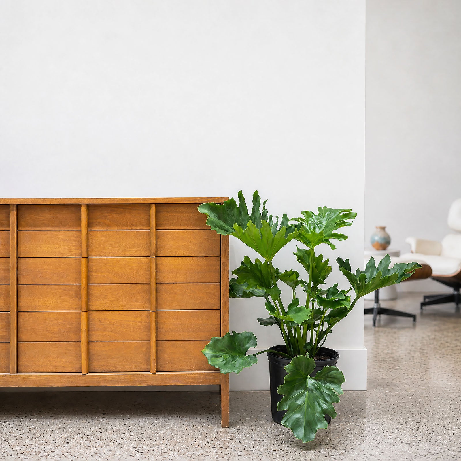 Philodendron Hope Selloum | Care Guide and Pro Tips - Delivery from Toronto across Canada - JOMO Studio