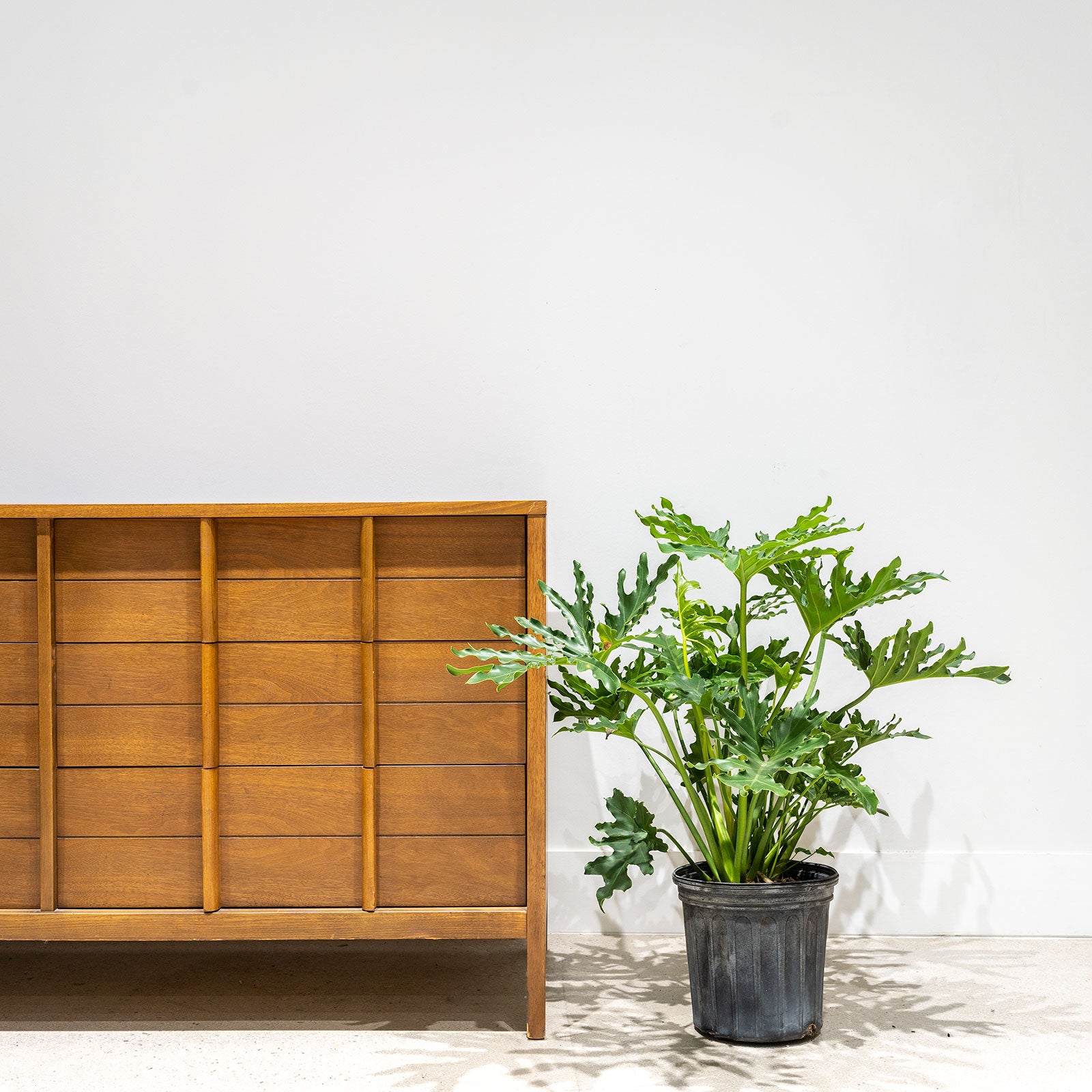 Philodendron Hope Selloum - House Plants Delivery Toronto - JOMO Studio