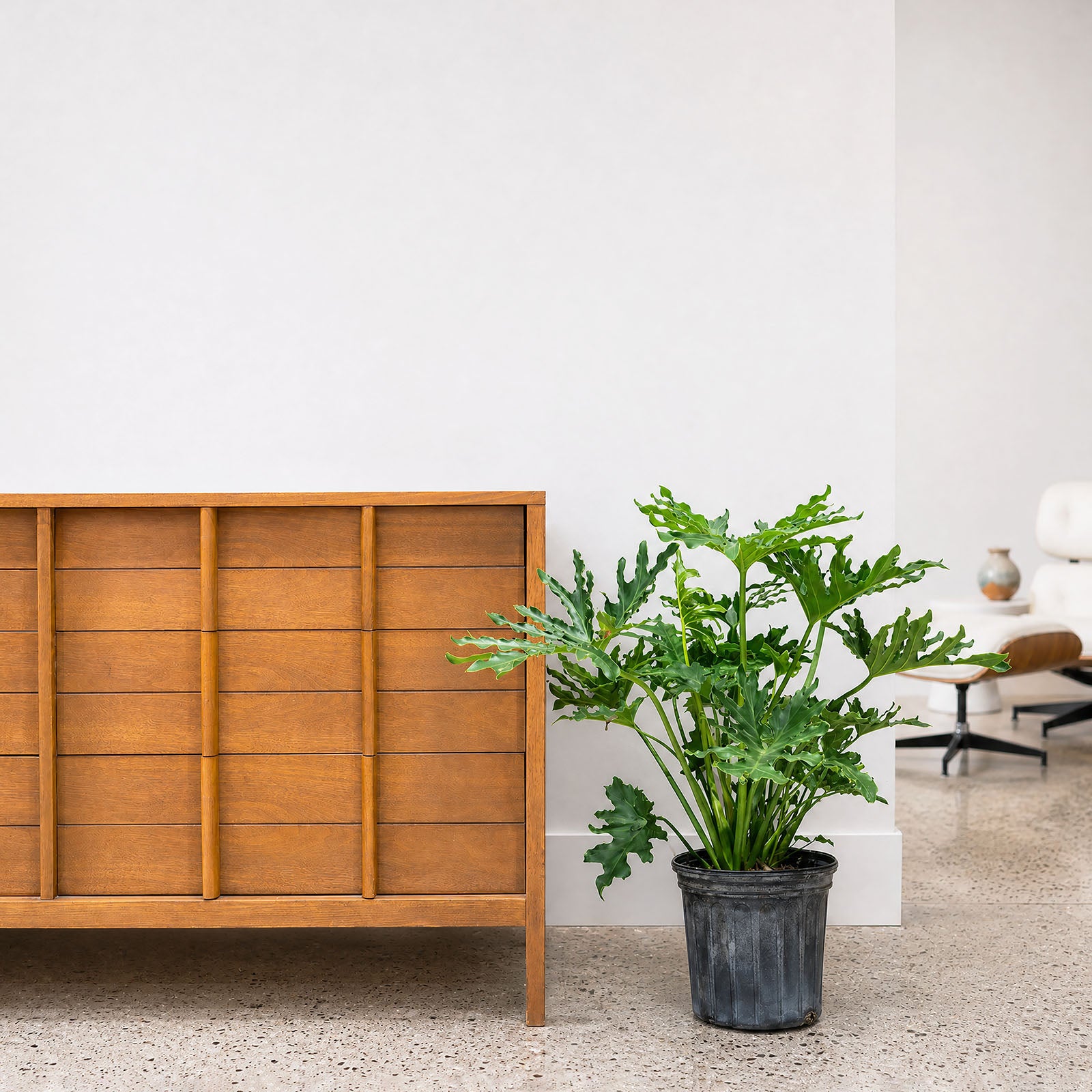 Philodendron Hope Selloum | Care Guide and Pro Tips - Delivery from Toronto across Canada - JOMO Studio