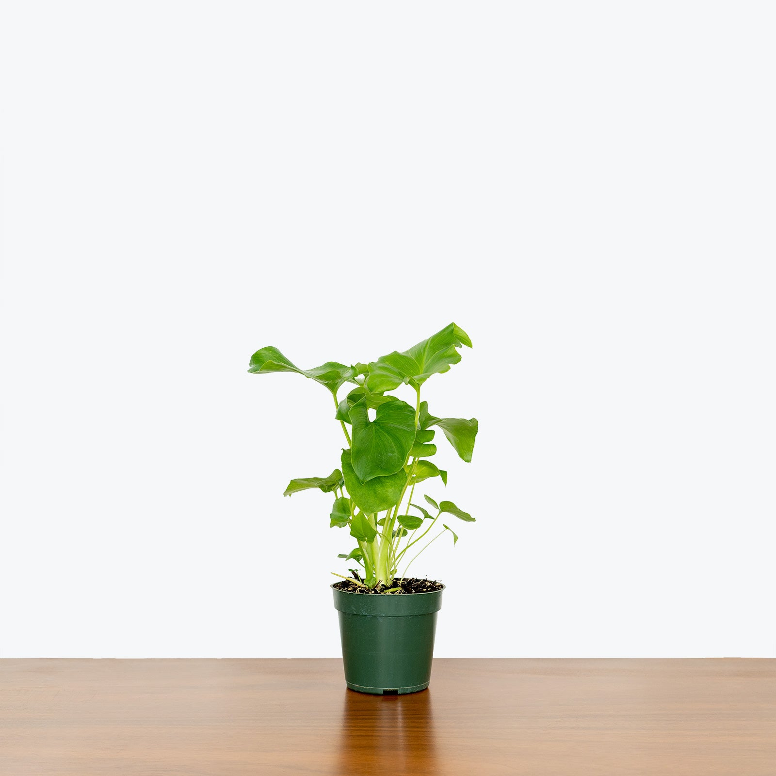 Philodendron Little Hope - House Plants Delivery Toronto - JOMO Studio