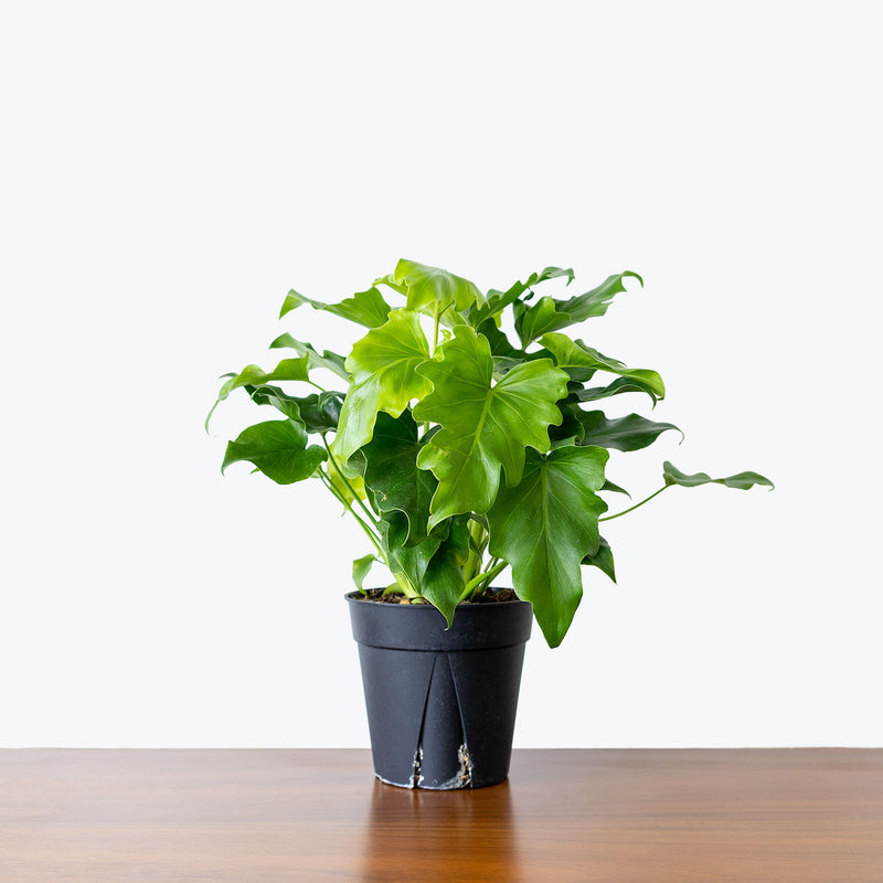 Philodendron Little Hope - House Plants Delivery Toronto - JOMO Studio