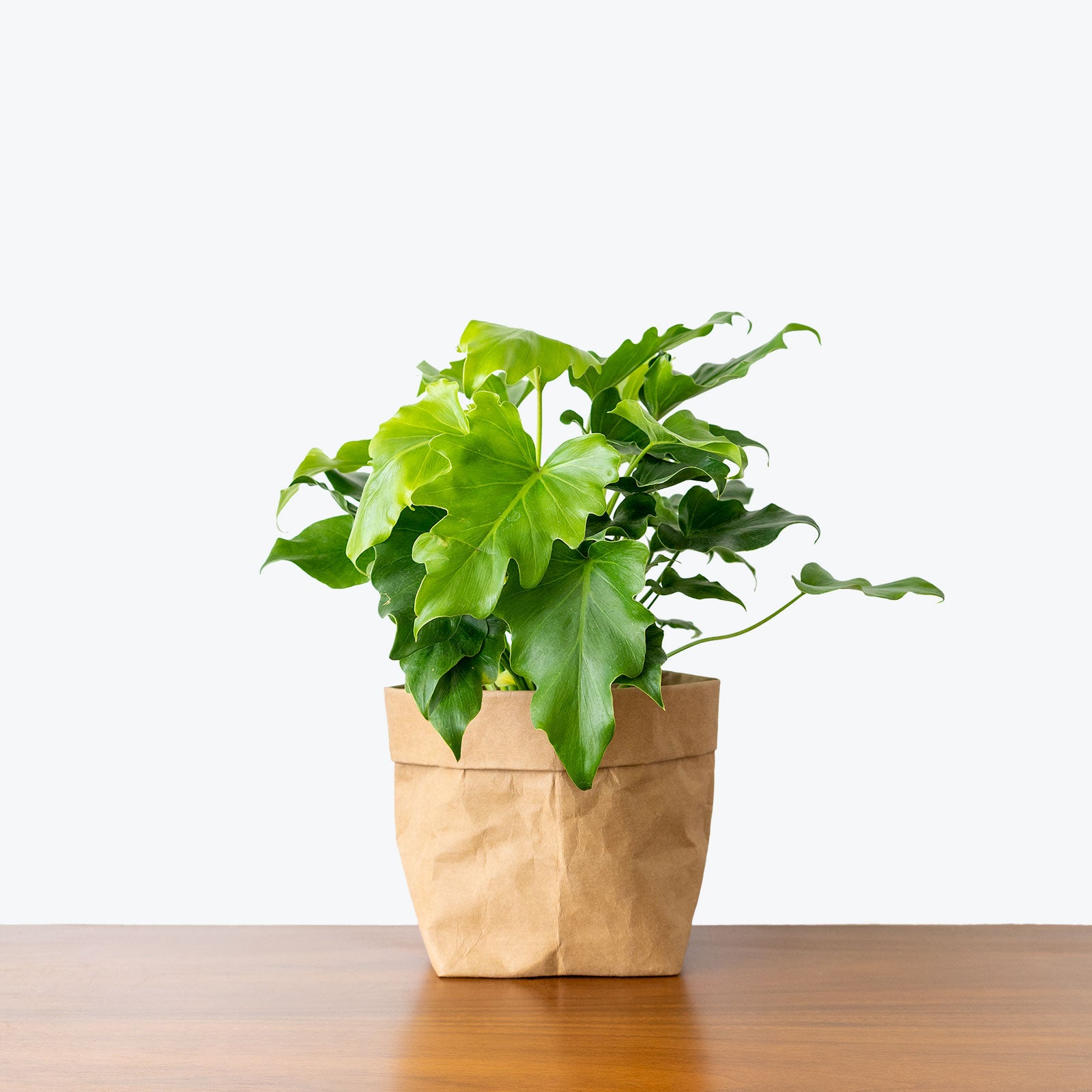 Philodendron Little Hope - House Plants Delivery Toronto
