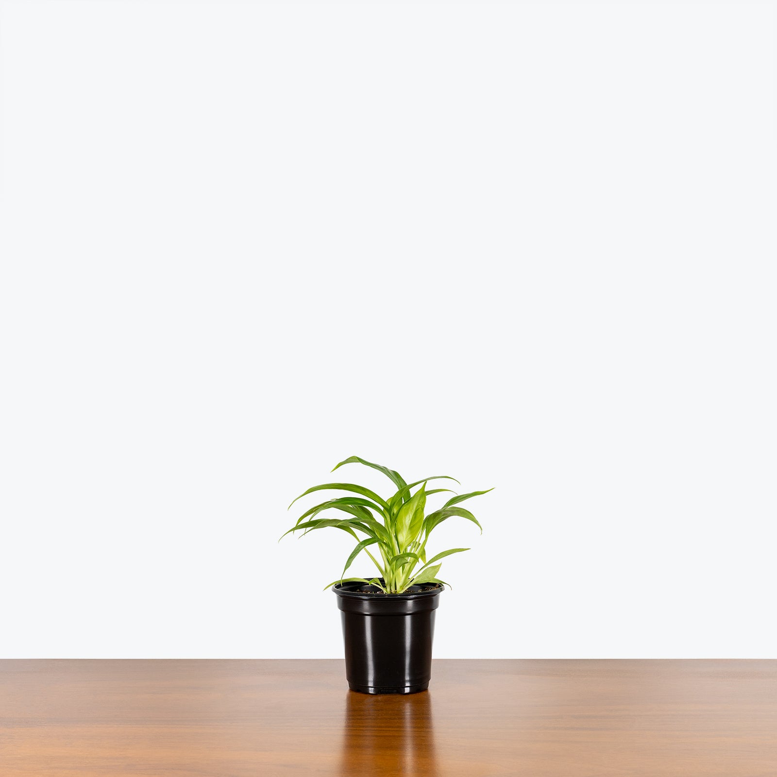 Philodendron Lynette - House Plants Delivery Toronto - JOMO Studio