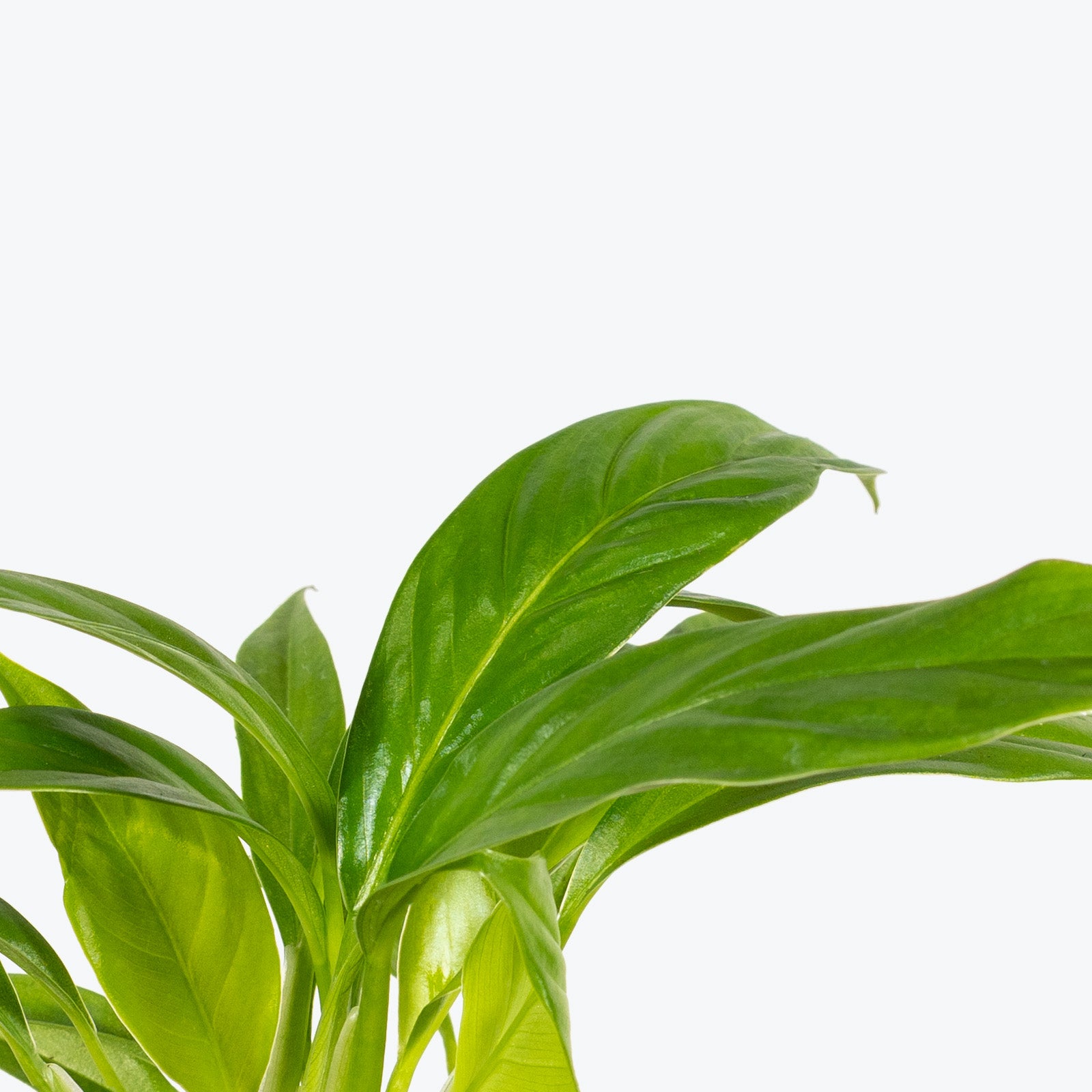 Philodendron Lynette - House Plants Delivery Toronto - JOMO Studio