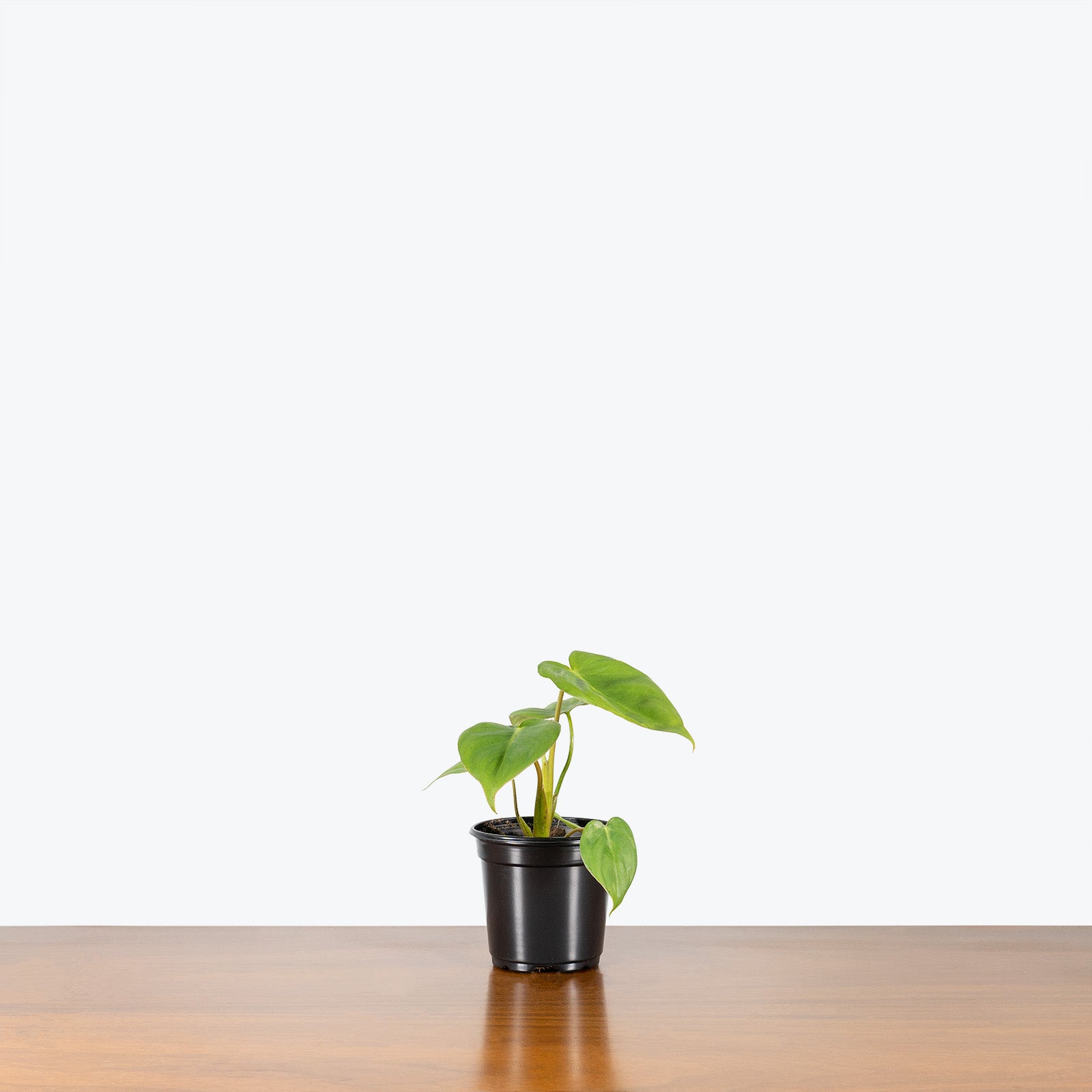 Philodendron McDowell - House Plants Delivery Toronto - JOMO Studio