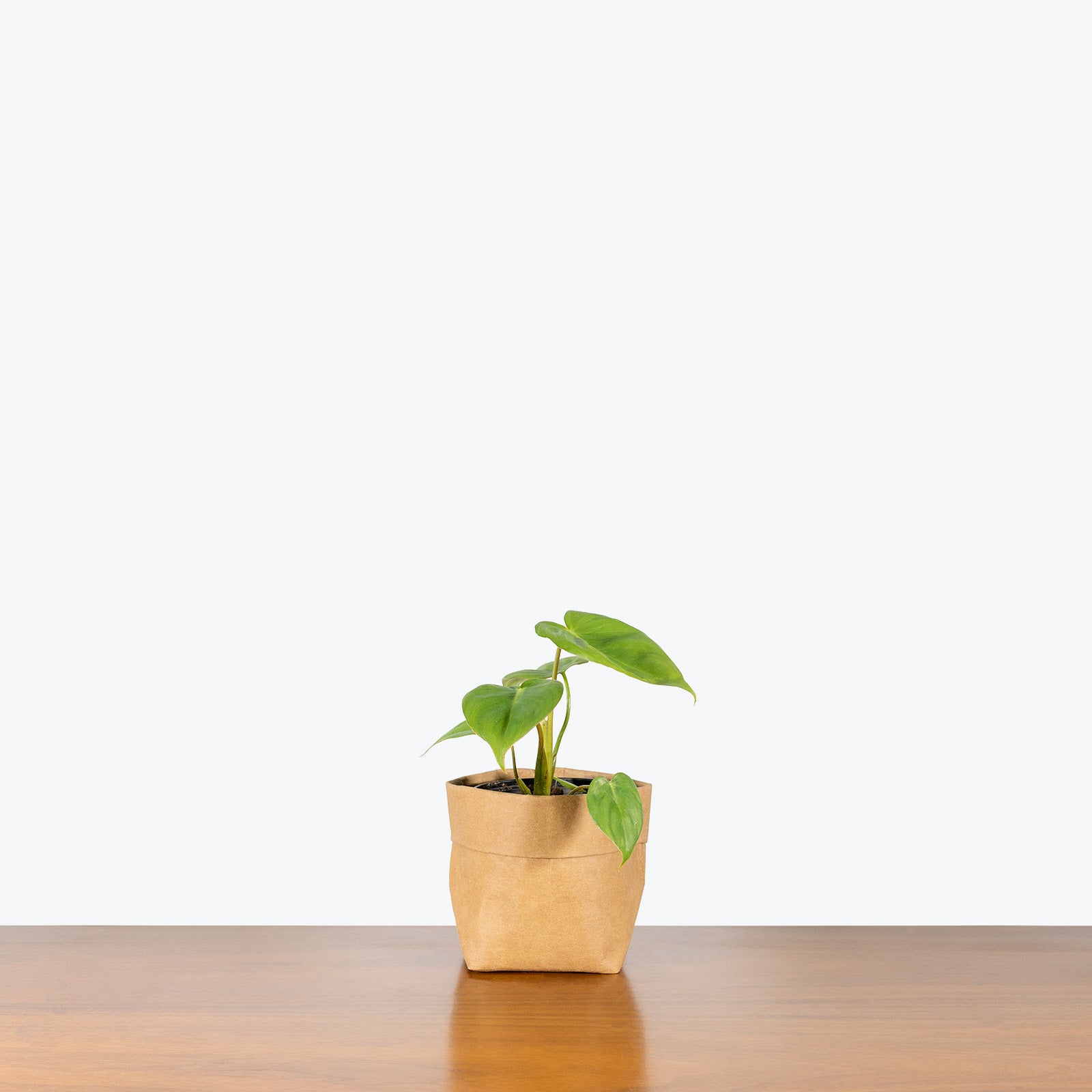 Philodendron McDowell - House Plants Delivery Toronto - JOMO Studio